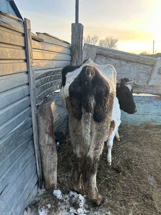 Бұзаулы сиыр сатылады