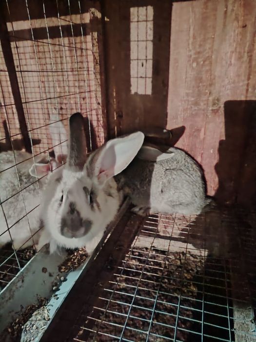 Кролики крупной породы