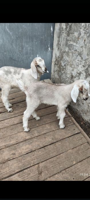 Продам  двух Зааненских козочек