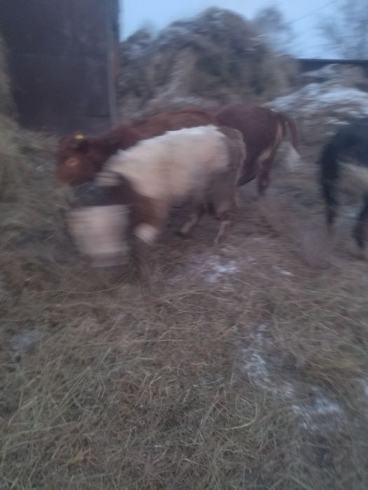 Продам телки подсосные жирные