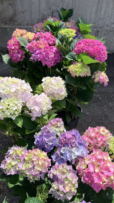 Градинска хортензия (Hydrangea) – едри цъфтящи растения