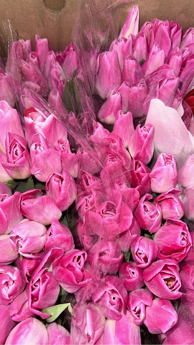 Тюльпаны оптом и в розницу