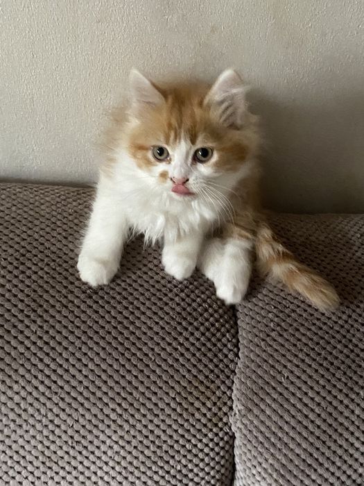 Puisor  minunat ,2 luni