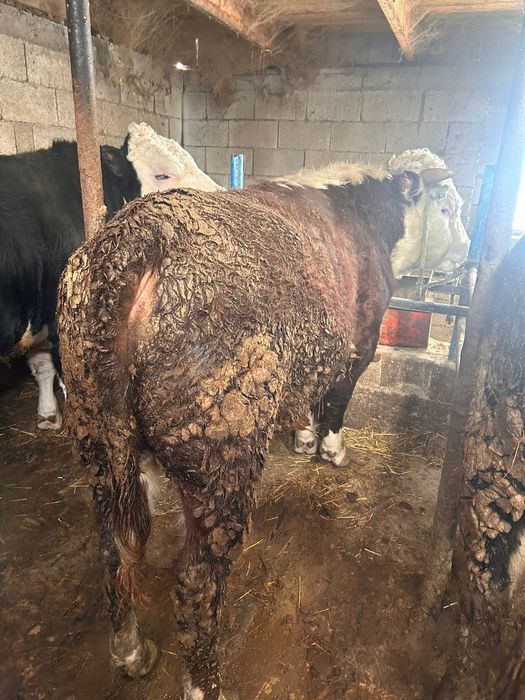 Продам бычков с откорма