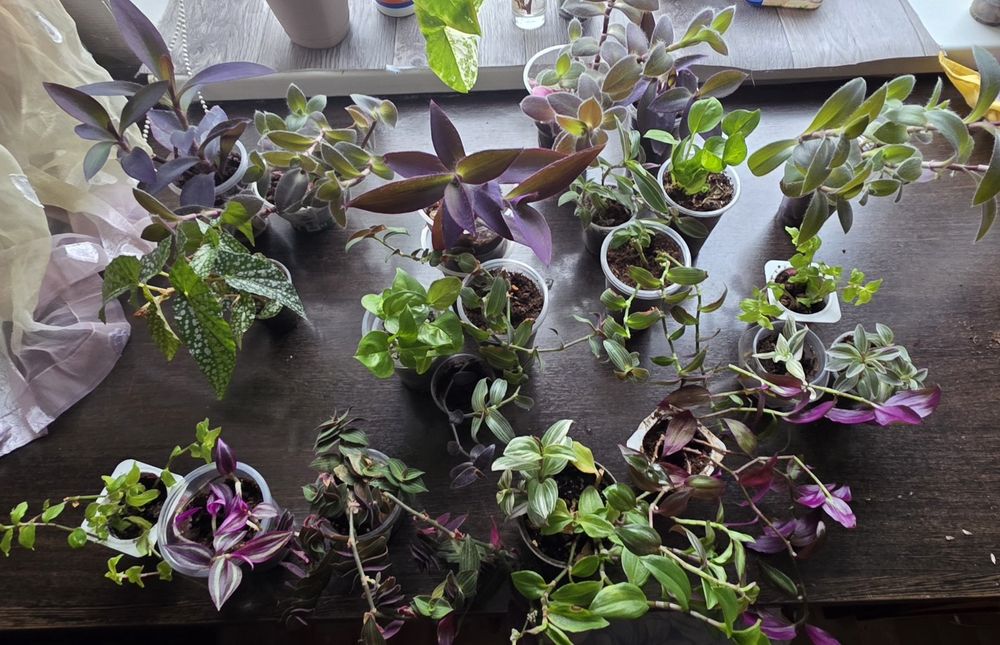 Продам набор комнатных растений