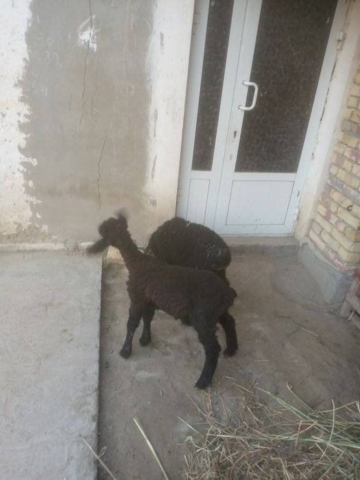 2 moda hisori barra