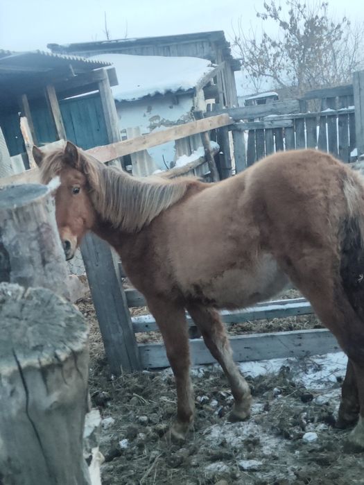 Продам кобылку писать на ватсап