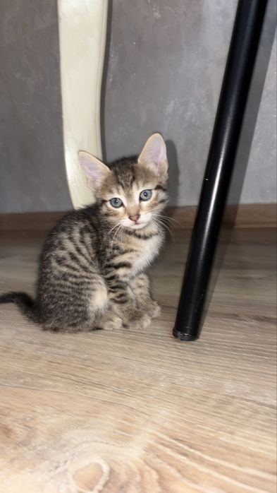 Отдам котят в хорошие руки