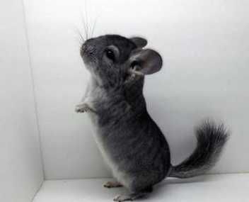 vand sau schimb chinchila