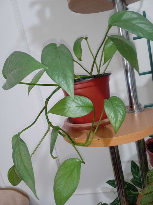 Продам комнатные растения...