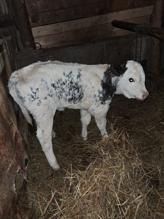 Vând vacă de 6 ani cu vițea