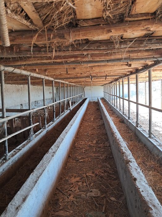 Мол ферма сотилади