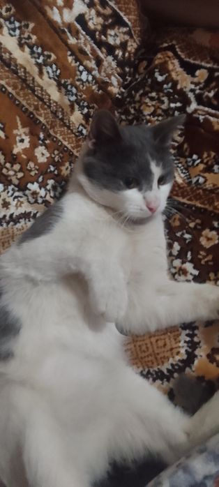 Котик подросток ищет дом