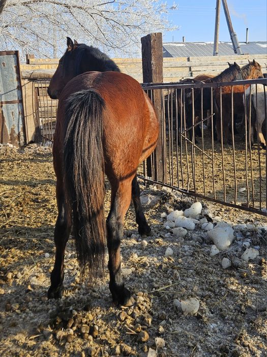 Айғыр Жеребец торы