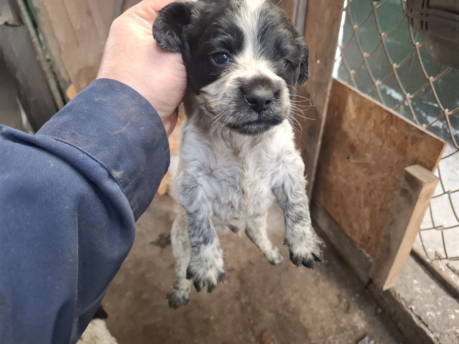 Щенки спаниэля.   .