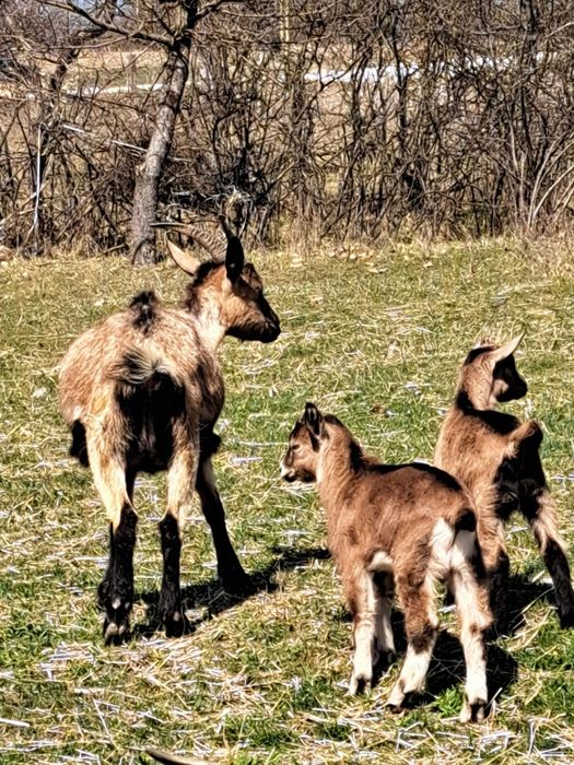 Capra Alpina Franceza metis