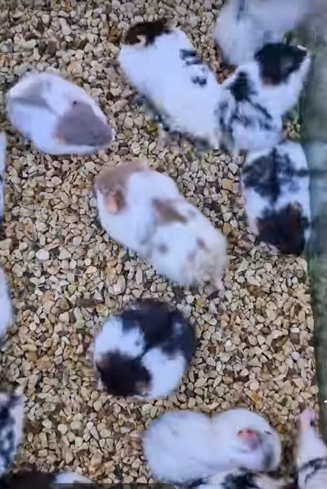 Vând hamsteri pitici