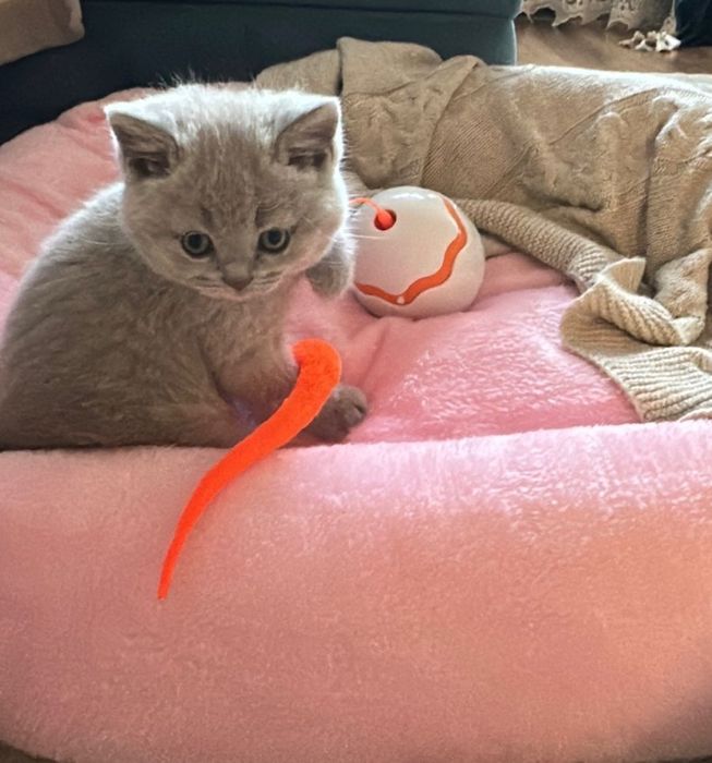 Британские котята