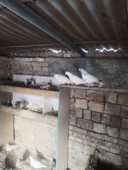 Голуби бакинцы разные