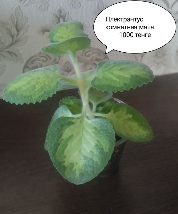 Продам комнатные цветы
