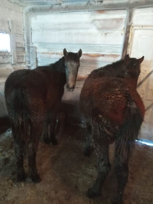 продам два тая с откорма находятся с. Макинка