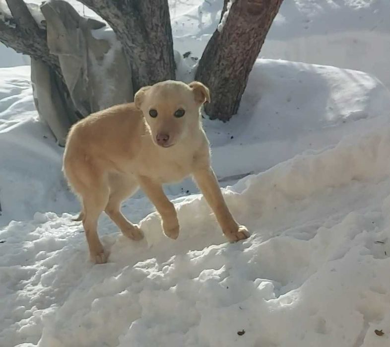 ОТДАДИМ в хорошие руки