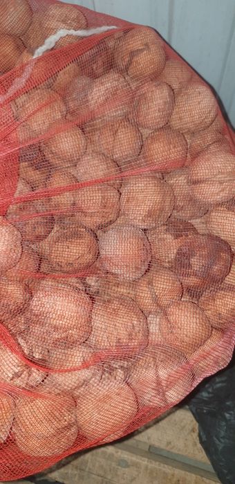 Yong'oq mevasi novotrang maģzi