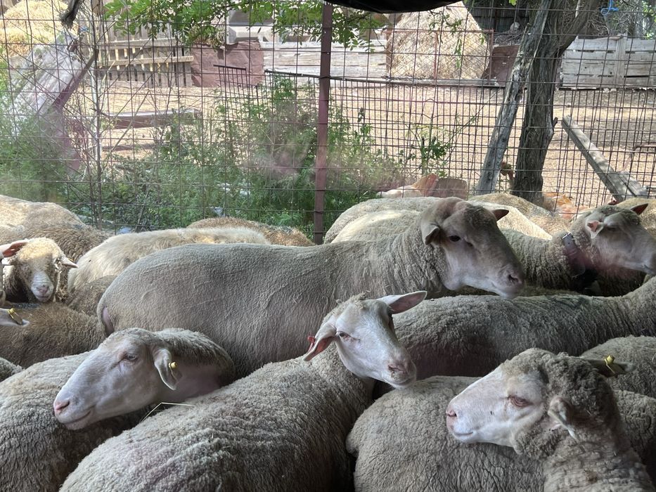 Oi merinos de palas de vanzare