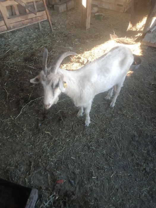 Ешки сат.ды 25 мыннанш