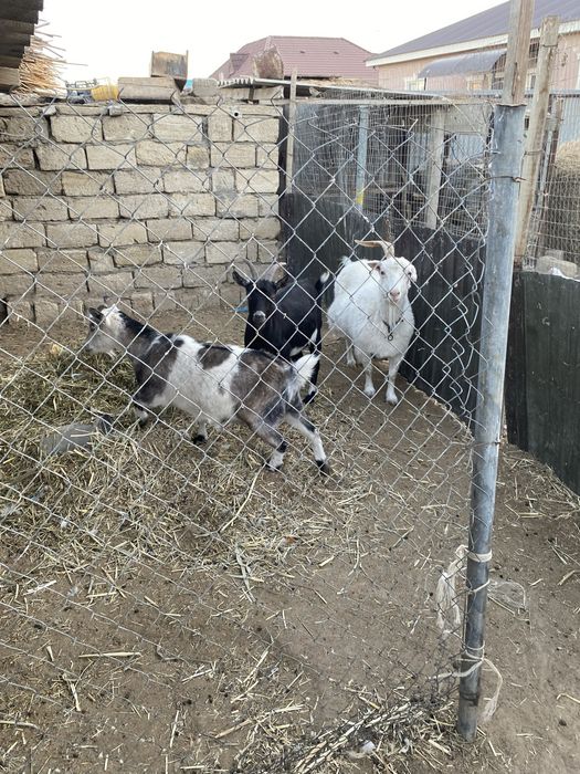 Карайтын адам жок