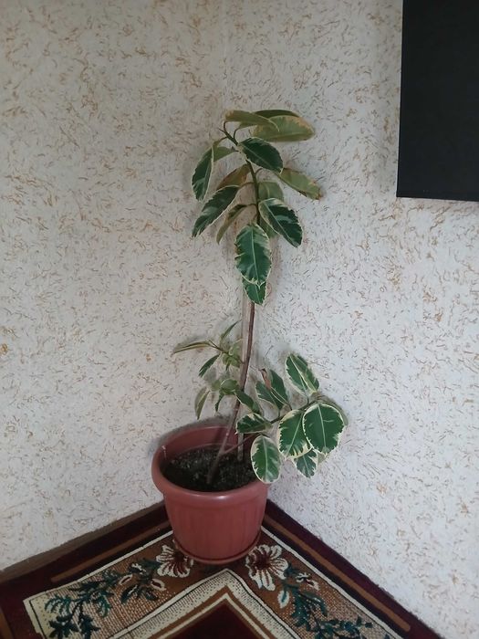 Цветы не дорого Гуллар арзон нархда