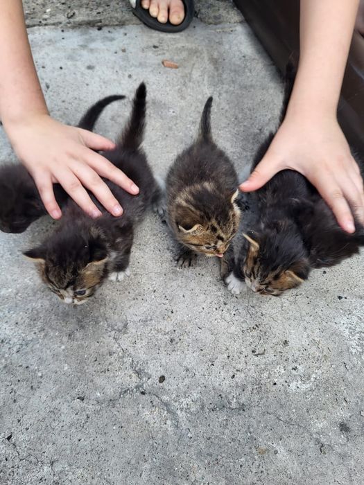 Котята, мама британская