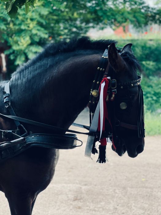 Metis frizian de vânzare !