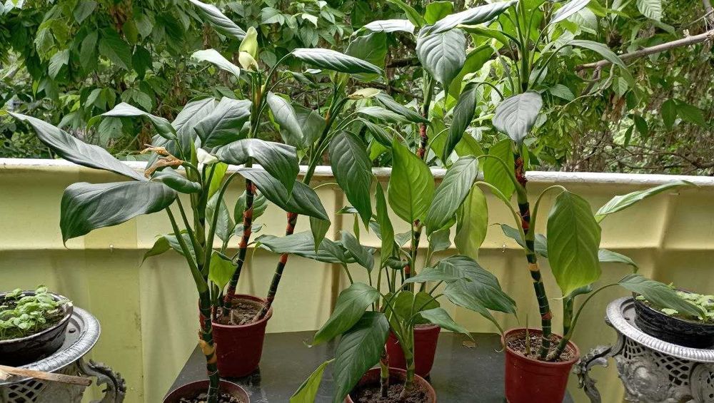 сансевиерия и аглаонема(то