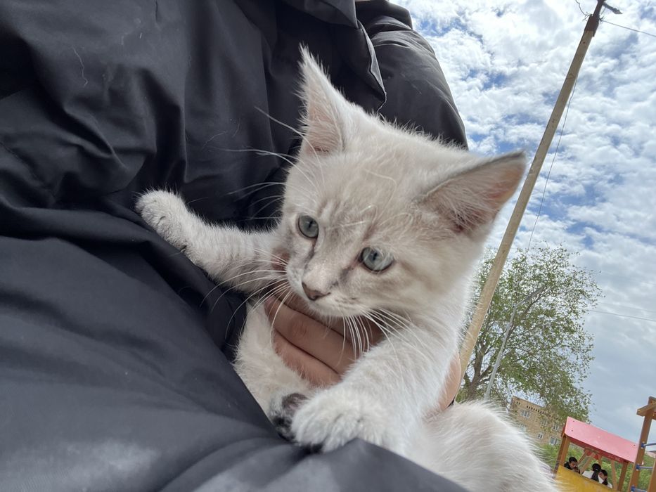 котёнок город жанаозен