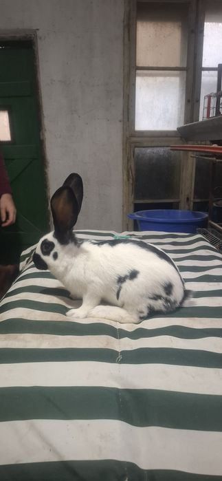 Tineret Fluture German Pestrit