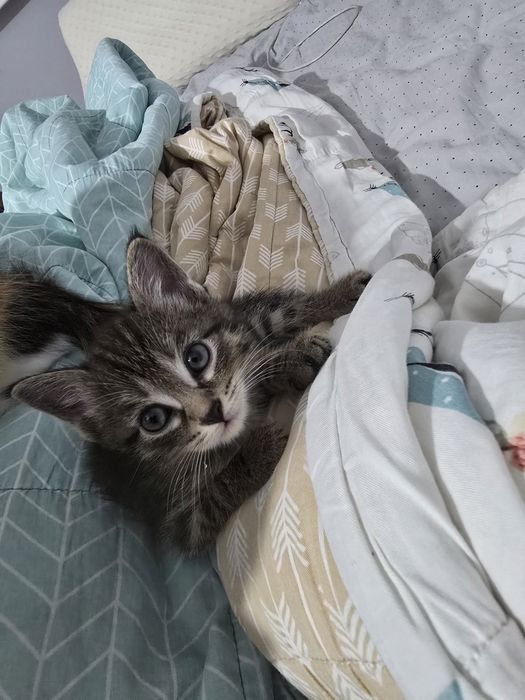 Отдам котёнка в добрые руки