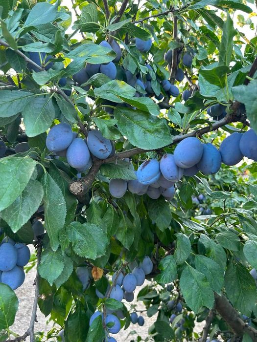 Prune compot/tuica