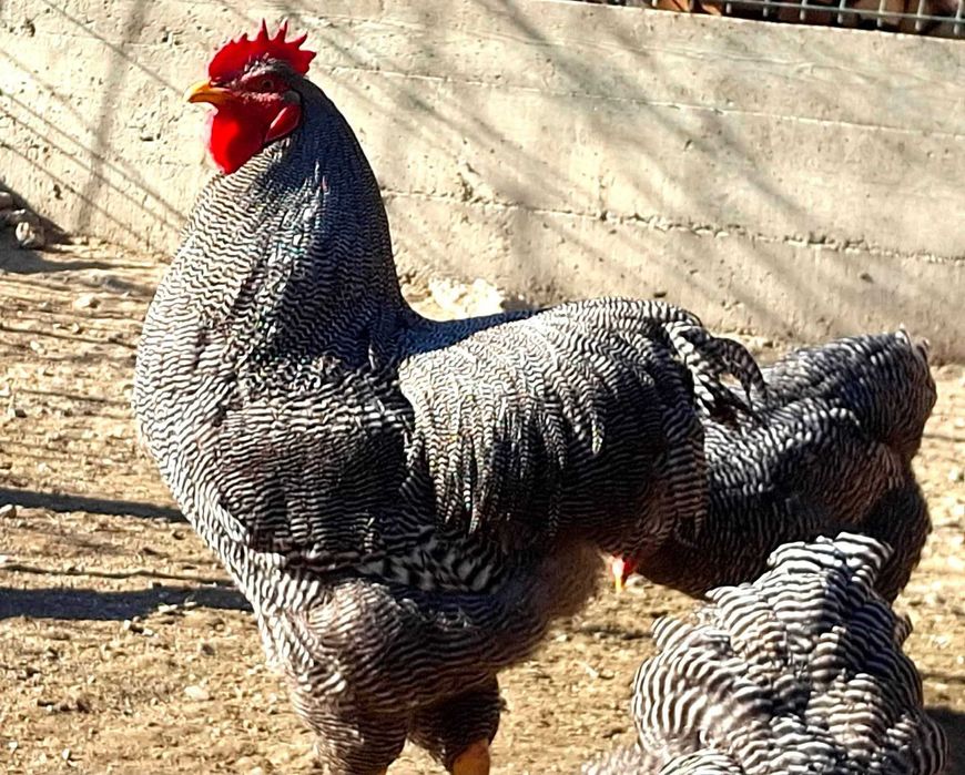 Ouă plymouth rock barat