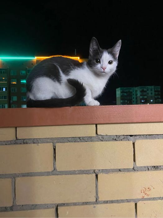 Отдам кошечку в добрые руки