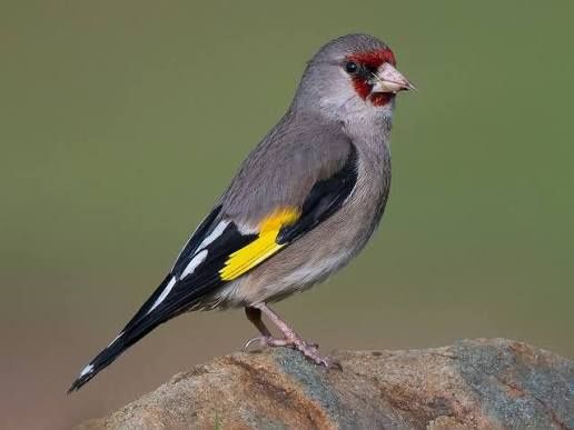 Щегол Алтай самец