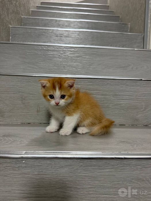 Продаются котята