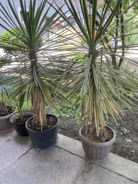 Индиский юка, ва арча пихта сотилади