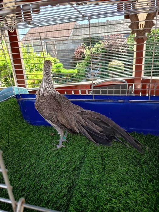 Găini Phönix pitic