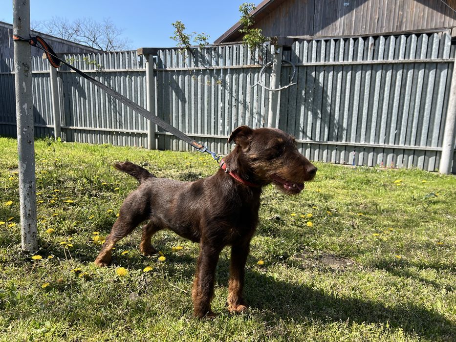 Femela Jagdterrier Jagd terrier pedigree