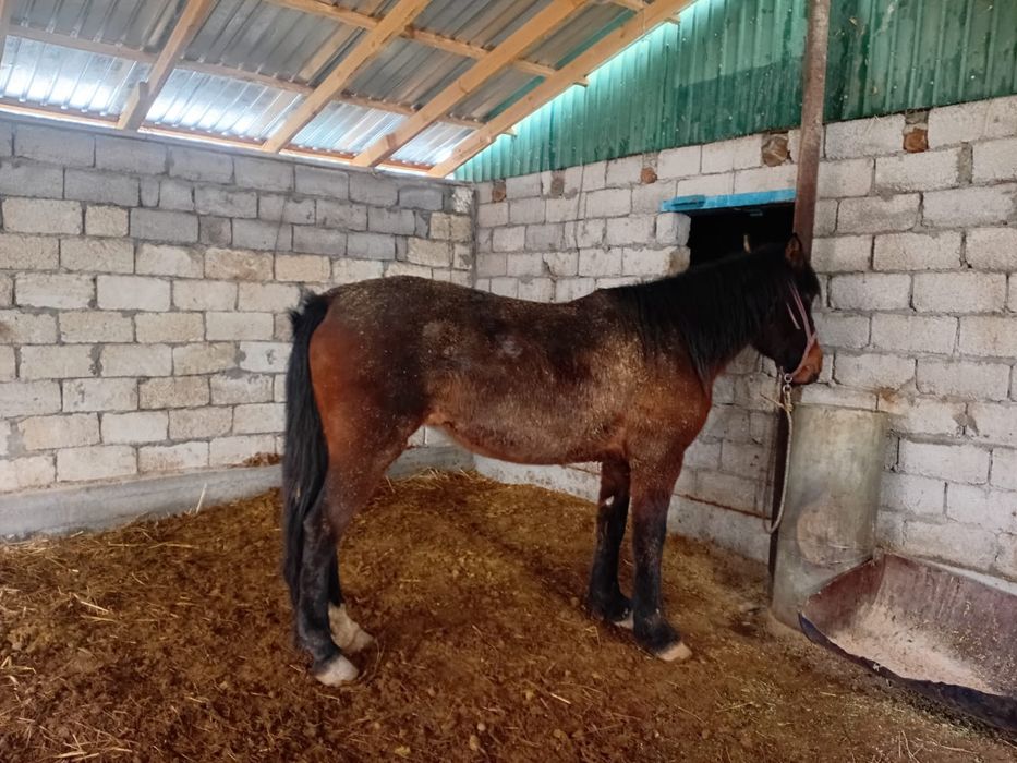 Байлауда турган бие сатылады