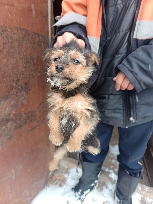 Ягьтертер девченка