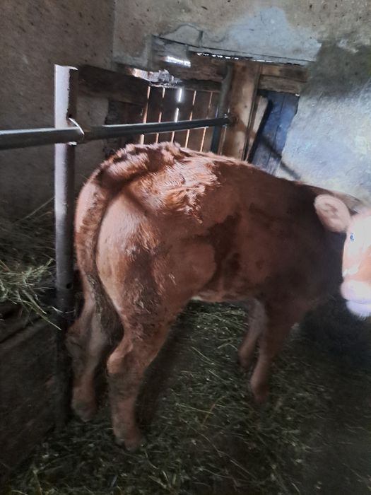 Vand vițica de 3 luni