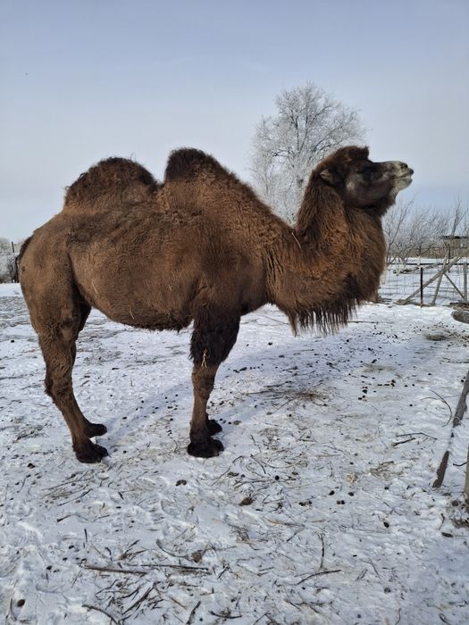 Қоспақ 2туған,Буаз