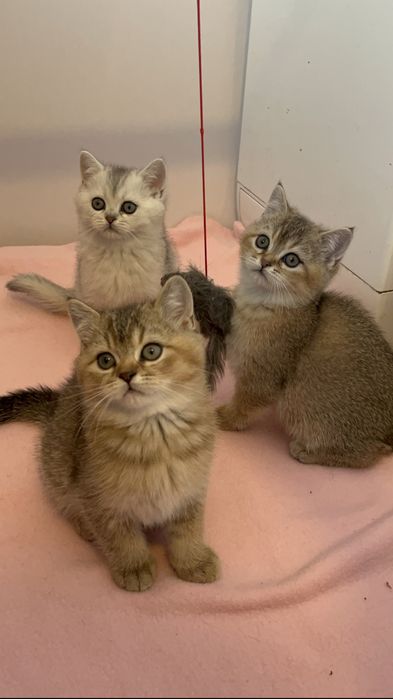 Британски късокосмести котенца